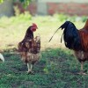 White Leghorn Chicken