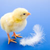 White Leghorn chick