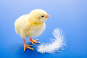 White Leghorn chick