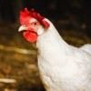 White Leghorn Chicken