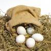 White Leghorn Chicken Eggs