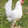 White Leghorn Chicken