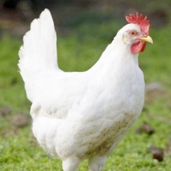 White Leghorn Chickens For Sale