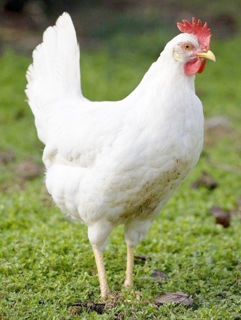 White Leghorn Chickens For Sale