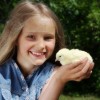 Girl Holding White Leghorn Chick