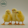 White Leghorn Chicks