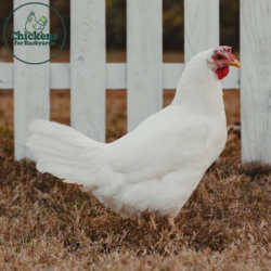 White Leghorn