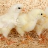 White Leghorn Chicks