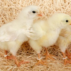 Baby Chicks