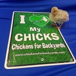 Chicken Decor & Signs