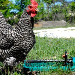 Baby Barred Plymouth Chickens For Sale