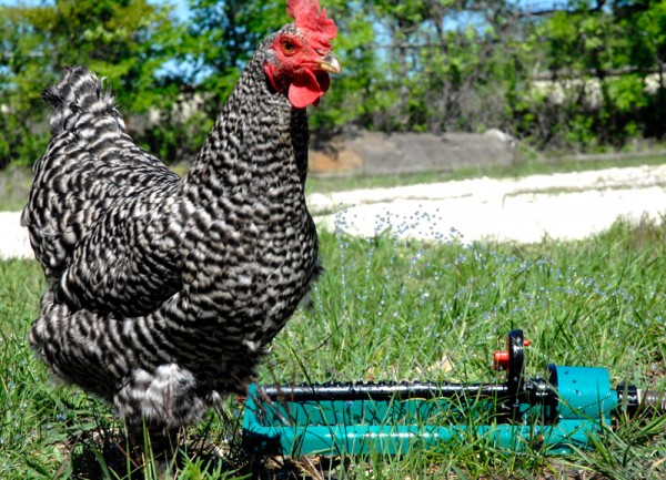 Baby Barred Plymouth Chickens For Sale