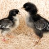 Cuckoo Marans Chicks