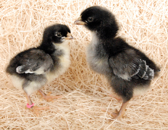 Cuckoo Marans Day Old Chicks