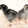 Silver Laced Wyandotte Chickens