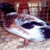 Welsh Harlequin