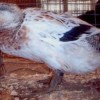 Welsh Harlequin