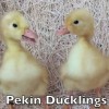White Pekin Chicks