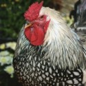 Silver Laced Wyandotte Chicken