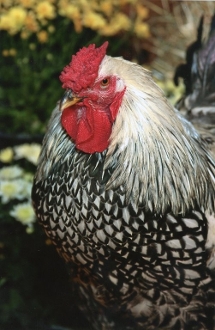 Silver Laced Wyandotte Chicken