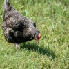 Cuckoo Marans Chicken for Sale
