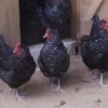 Cuckoo Marans Chickens