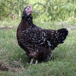 Speckled Sussex Baby Chicks for Sale