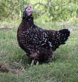 Speckled Sussex Baby Chicks for Sale