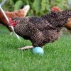 Cuckoo Marans Chickens wiht a Blue Egg