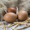 Cuckoo Marans Chicken Eggs