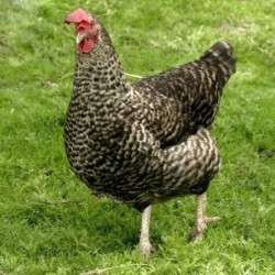 Cuckoo Marans Chicken