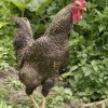 Cuckoo Marans Chicken