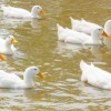 White Pekin