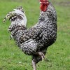 Cuckoo Marans Chicken for Sale