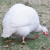 White African Guinea