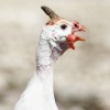 White African Guinea