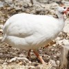 White African Guinea