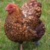 golden laced wyandotte chicken