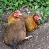 Welsummer Chickens