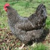 Cuckoo Marans Chicken