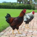 Silver Laced Wyandotte Chickens