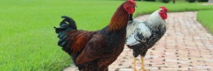 Silver Laced Wyandotte Chickens