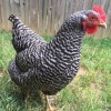 Barred Plymouth Rock