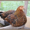 golden laced wyandotte chicken