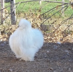 White Silkie Bantam Baby Chicks