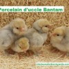 Porcelain d`Uccle Bantam Chicks for sale