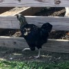 Olive Egger Chickens