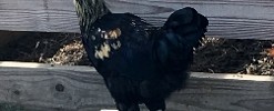 Olive Egger Chickens