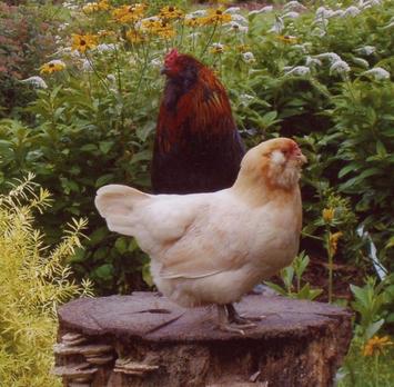 Chickens on Tree Stump