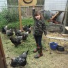 Silver Laced Wyandotte Chickens with girl